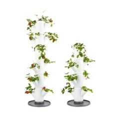 Erdbeerbaum Sissi Strawberry Weiß Klein